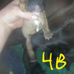 Basset Hound Puppies from Stacey Claar
