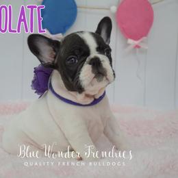 Chocolate - White and brindle female French Bulldog puppy in Loxahatchee, Florida from Blue Wonder Frenchies
