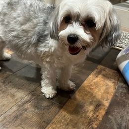 Assorted Doodle Crosses and Yorkshire Terriers from JC Yorkies