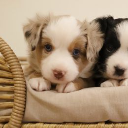 Miniature Australian Shepherd and Toy Australian Shepherd Puppies from Mesquite Tree Aussies