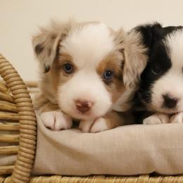 Miniature Australian Shepherd and Toy Australian Shepherd Puppies from Mesquite Tree Aussies