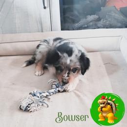 Miniature Australian Shepherd Puppies from Wonderland Aussies