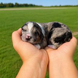 Hank - Blue merle male Aussiedoodle puppy in Hudson, Michigan from Haas Pawz
