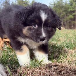 Roni - Black tri-color female Australian Shepherd puppy in Celina, Tennessee from CumberlandRidge Australian Shepherds