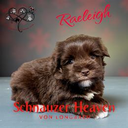 Raeleigh AKC - Liver female Miniature Schnauzer puppy in Pelzer, South Carolina from Schnauzer Heaven Von Longbach