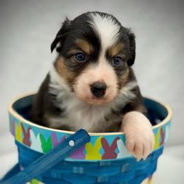 Girl 1 - Black tri-color female Australian Shepherd puppy in Cape Girardeau, Missouri from Real McCoy Australian Shepherds