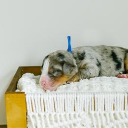 Briar - male Australian Mountain Doodle puppy in Spanish Fork, Utah from K Brand Doodles