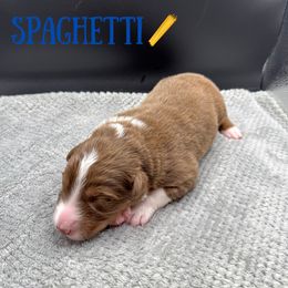 Spaghetti - Red tri-color male Australian Shepherd puppy in Fort Pierce, Florida from JS Aussies