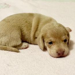 Girl 1 - Dapple female Dachshund puppy in Jacksonville, Florida from Little Lords & Ladies Dachshunds