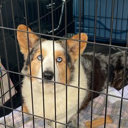 Eeyore - Cardigan Welsh Corgi