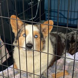 Eeyore - Cardigan Welsh Corgi
