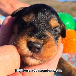 Onyx (Mr. Blue) - Black tri-color male Aussiedoodle puppy in Dolan Springs, Arizona from High Desert Companions
