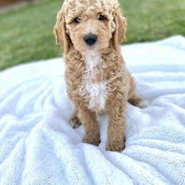 Goldendoodle and Poodle Puppies from Picture Perfect Doodles