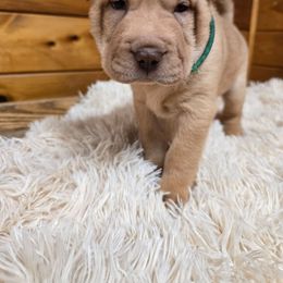 Nala - green collar - Red fawn female Chinese Shar-Pei puppy in Rome, Pennsylvania from Maynard Hills Chinese Sharpeis