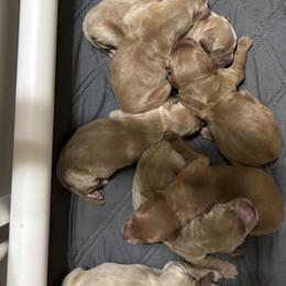 Boy 2 - male Golden Retriever puppy in Anaheim, California from Prim's Golden Retrievers