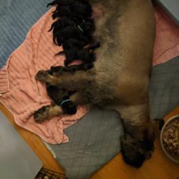 Giant Schnauzer Puppies from Riesenschnauzers von Reh Bach