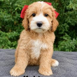 Monarch Koki - Apricot female Australian Labradoodle puppy in Mason, Michigan from Monarch Labradoodles