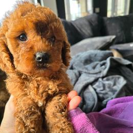 Boy 2 - Red male Cavapoo puppy in Knoxville, Tennessee from Shannan's Cavapoos
