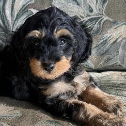 Bernedoodles from Hill Top Berners