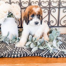 Plumb Purple (aka Plumb) - Mahogany and white female Saint Berdoodle puppy in Beaver, Utah from Rocky Ridge Ranch