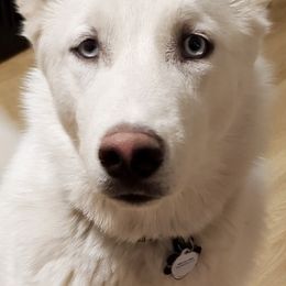 Siberian Huskies from Bundles of Husky Glitter