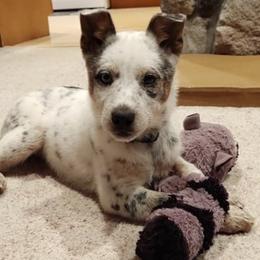 Australian Cattle Dogs and Dachshunds from Hope Heelers, Cedar Acres