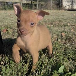 Miniature Pinscher and Pembroke Welsh Corgi Puppies from Liberty Hill Farm