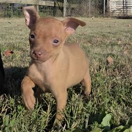 Miniature Pinscher and Pembroke Welsh Corgi Puppies from Liberty Hill Farm