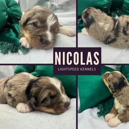 Nicolas - Blue merle male Australian Shepherd puppy in Lexington, South Carolina from Lightspeed Kennels