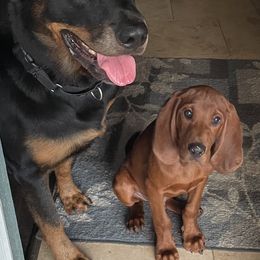 Redbone Coonhound Puppies from Shannon Family Redbone Coonhounds