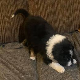 Border Collies from NJ Bees BC