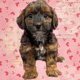 Toast - Black and tan male Yorkipoo puppy in Coshocton, Ohio from Forever Family Puppies