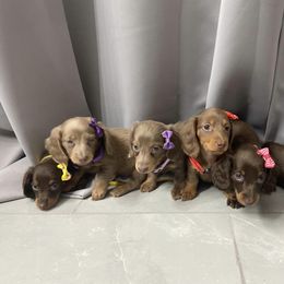 Dachshund Puppies from Dreaming of Dachshunds