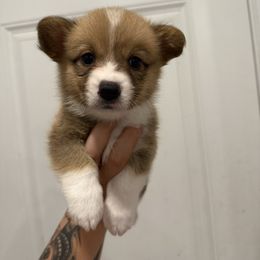 Blue - Red male Pembroke Welsh Corgi puppy in Spring Hill, Florida from Chaotic Canines