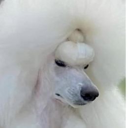 Magnolia Hot Sauce - Poodle