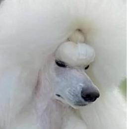 Magnolia Hot Sauce - Poodle