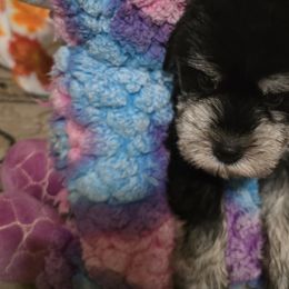 Miniature Schnauzers from BERNADETTE TOWNS