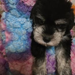 Miniature Schnauzers from BERNADETTE TOWNS