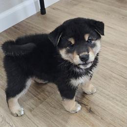 Shiba Inu Puppies from Diwasou