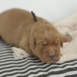 Mo - Dark golden male Golden Retriever puppy in Idaho Falls, Idaho from Brinton Goldens