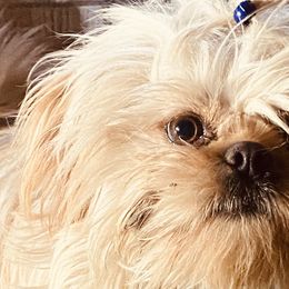 Labrador Retrievers, Shih Tzus, and Toy Australian Shepherds from Rocking H Dogs