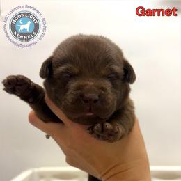 Garnet - Chocolate male Labrador Retriever puppy in Elloree, South Carolina from Moonlight Kennels LLC