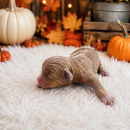 Blondie - Red tri female Miniature Australian Shepherd puppy in Louisville, Mississippi from Kristy’s Kennels