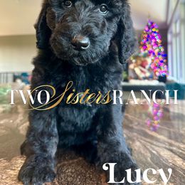 Lucy - female Newfypoo puppy in Jackson, Missouri from Two Sisters Ranch, LLC