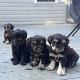 Miniature Schnauzer puppies from Truffle Tail Schnauzers
