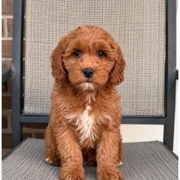 Pumpkin - Apricot female Goldendoodle puppy in Swartz Creek, Michigan from Michigan Doodles