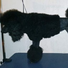 Poodles from Sowlhowl Kennels
