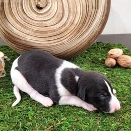 Teak - White and black male Whippet puppy in Davenport, Iowa from Whippety Split