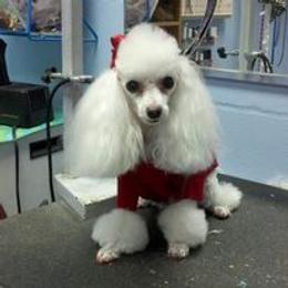 Poodle Puppies from Caloosa Toy Poodles