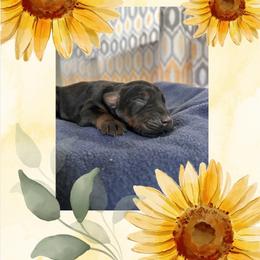 Girl 2 - Black and rust female Doberman Pinscher puppy in Wautoma, Wisconsin from Sky’s Dobermans